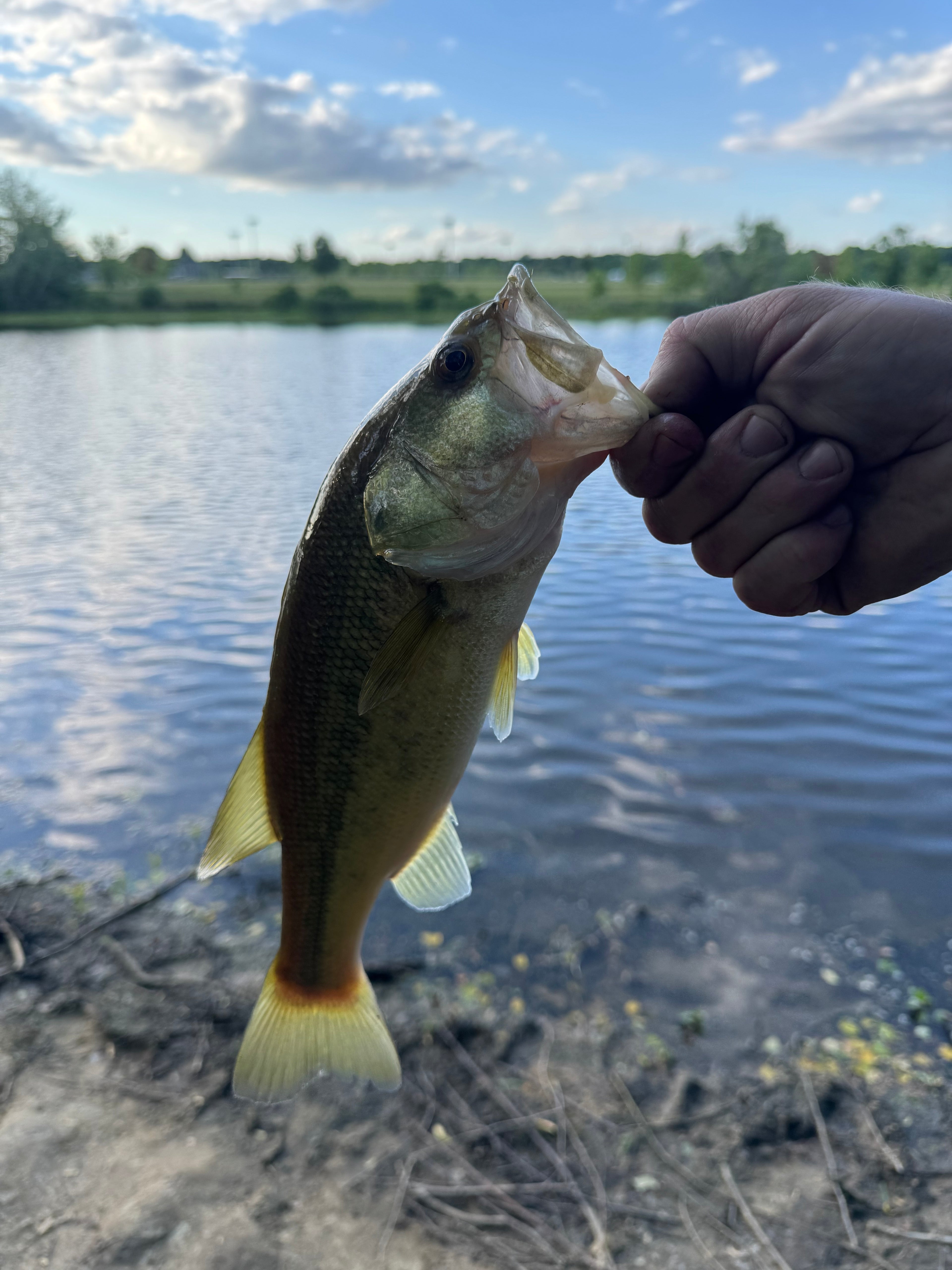 Freshwater