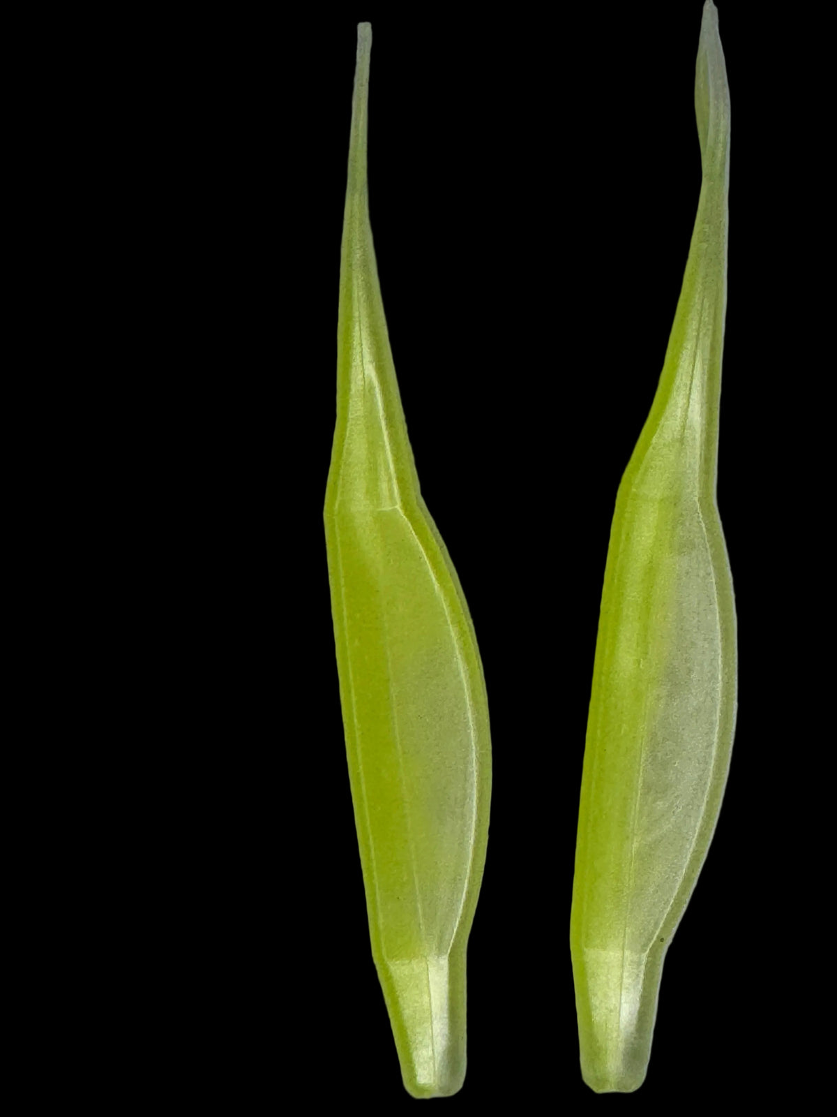 RipTail Fluke