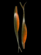 RipTail Fluke